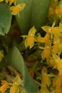 Pls. stenostachya Huntington's Twinkle Star CBR - flower